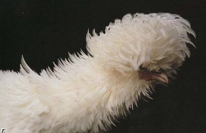 Самые необычные курицы в мире (18 фото)