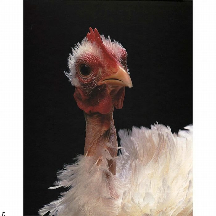Самые необычные курицы в мире (18 фото)