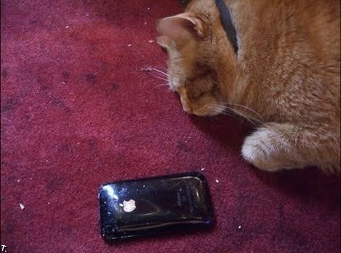 Разбитые телефоны iPhone (23 фото)