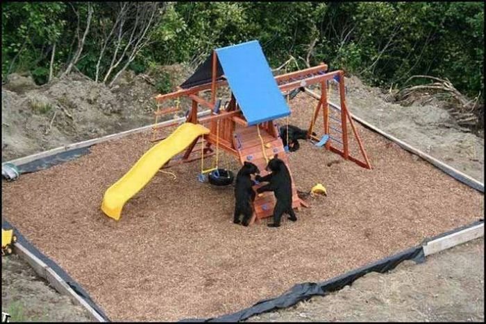 Медведи на детской площадке (4 фото)