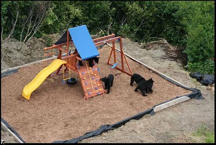 Медведи на детской площадке (4 фото)