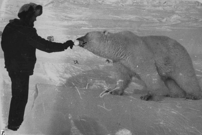 Дружба с белыми медведями (12 фото)