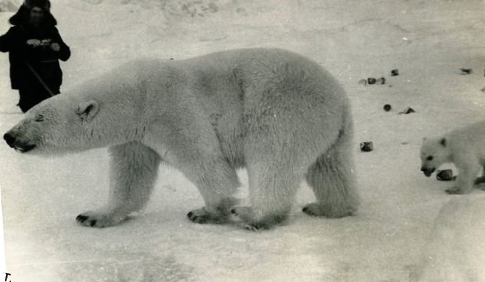 Дружба с белыми медведями (12 фото)
