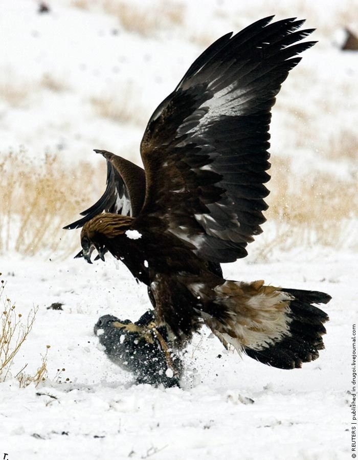 Птичья охота в Казахстане (9 фото)