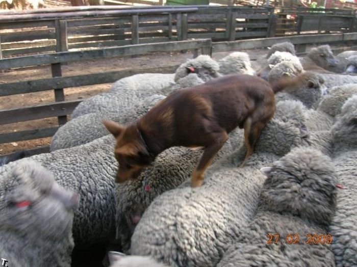 Собака бегает по овцам (4 фото)