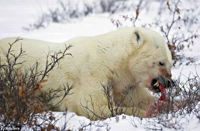 Белый медведь съел медвежонка (4 фото)