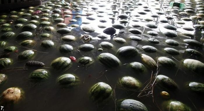 Плавающие арбузы (12 фото)