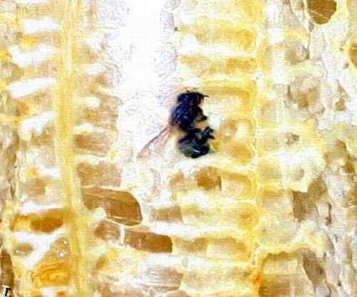 Пчелы делают мед в банке (9 фото)