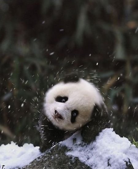Семья панд радуется первому снегу (9 фото)