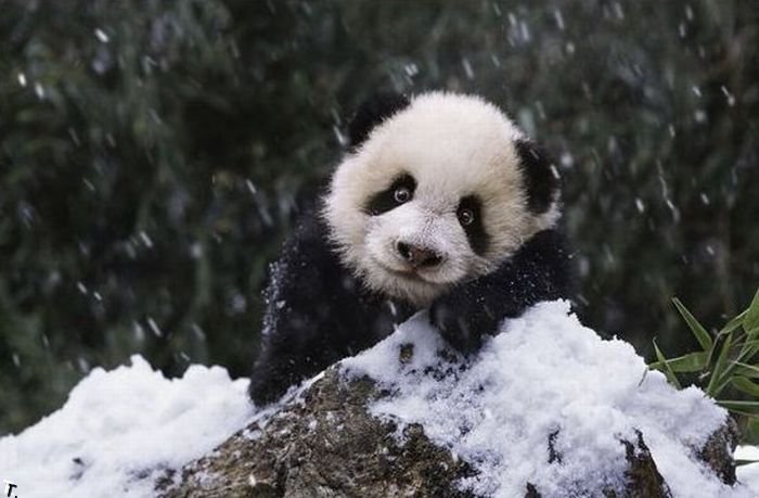 Семья панд радуется первому снегу (9 фото)