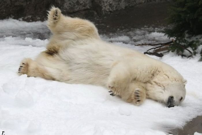 Как развлекают медведей в зоопарке Сан Франциско (4 фото)