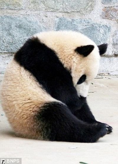 Панда кувыркнулась во сне (8 фото)
