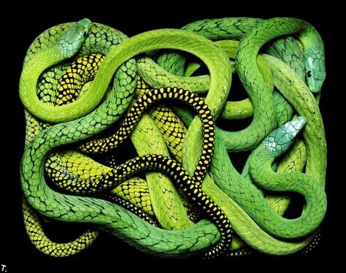 Креатив из змей (26 фото)