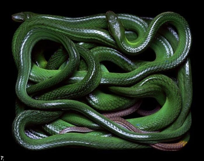 Креатив из змей (26 фото)