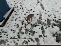 Собака, которая ходит на двух лапах (1.7 мб)
