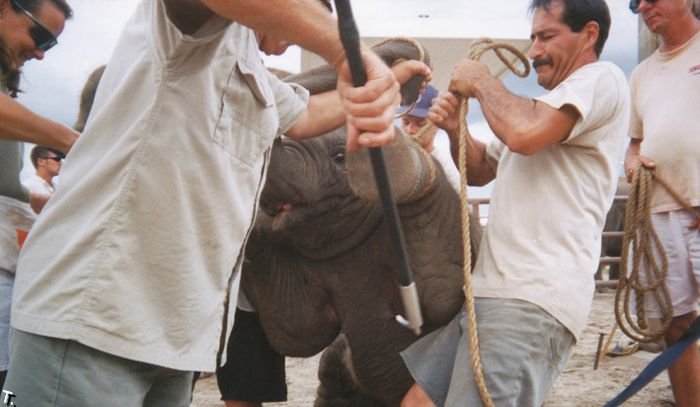 Как обучают слонят (24 фото)