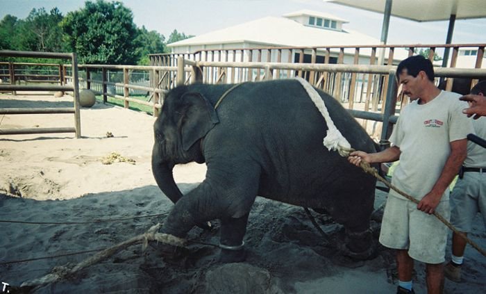 Как обучают слонят (24 фото)