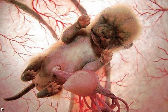 Животные в утробе матери (15 фото)