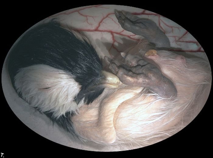 Животные в утробе матери (15 фото)