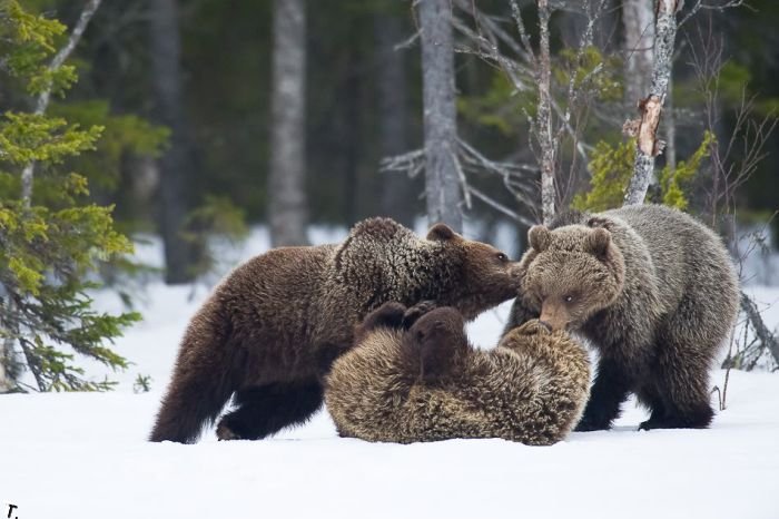 Жизнь медвежьей семьи (20 фото)