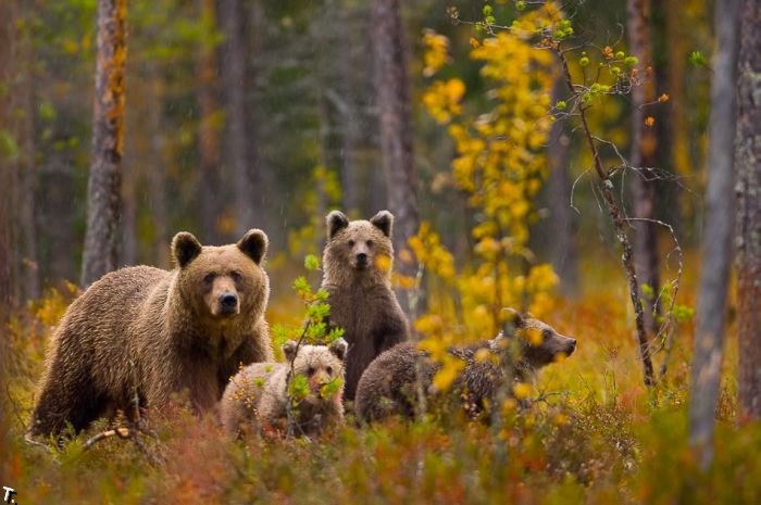 Жизнь медвежьей семьи (20 фото)