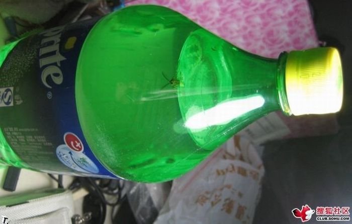 Что можно найти внутри бутылки Sprite в Китае (8 фото)