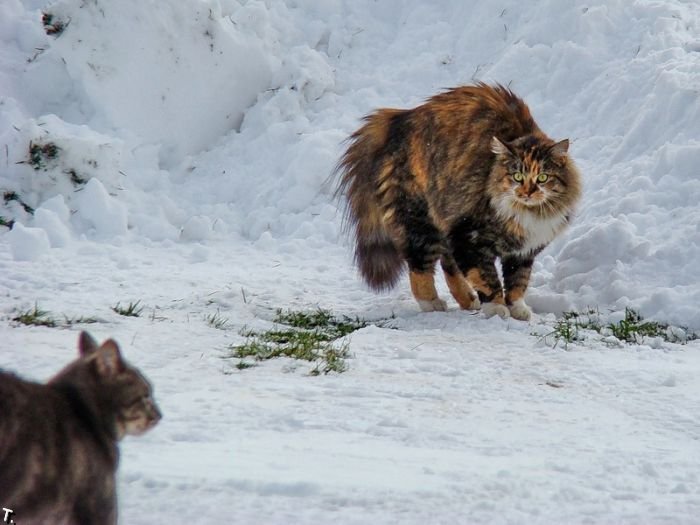 Снежные коты (21 фото)