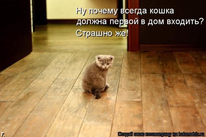 Лучшие котоматрицы 2009 года (50 фото)