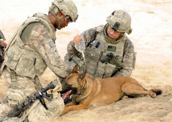 Собаки на службе в армии (21 фото)