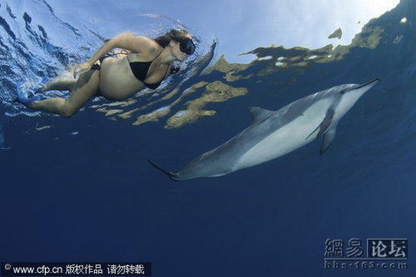 Беременные женщины плавают с дельфинами (5 фото)