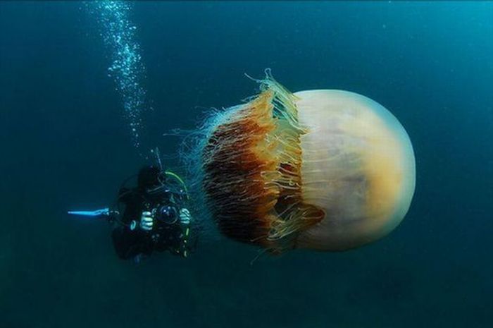Огромные медузы (6 фото)