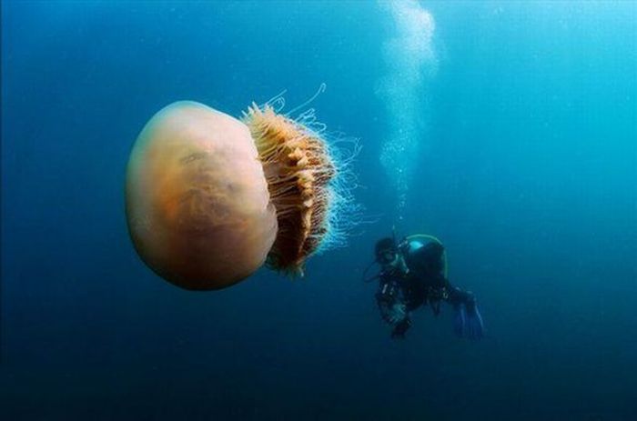 Огромные медузы (6 фото)