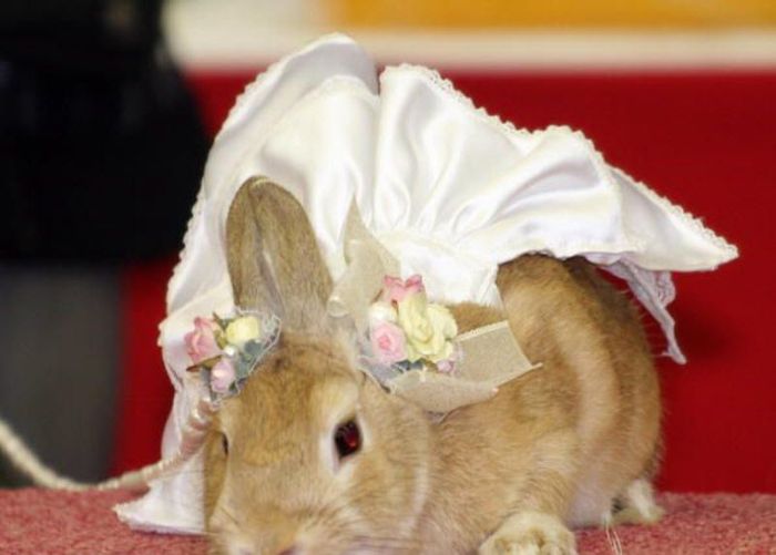 Модный показ одежды для кроликов (12 фото)