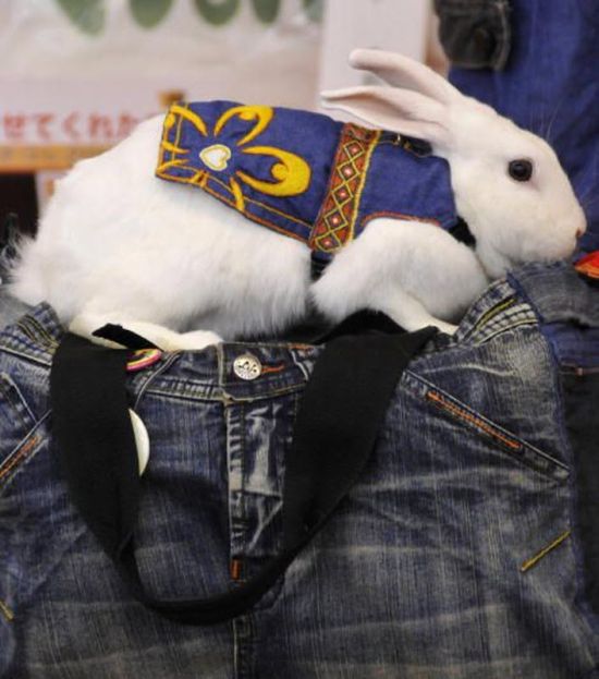 Модный показ одежды для кроликов (12 фото)