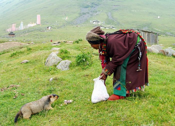 Тибетские сурки (7 фото)