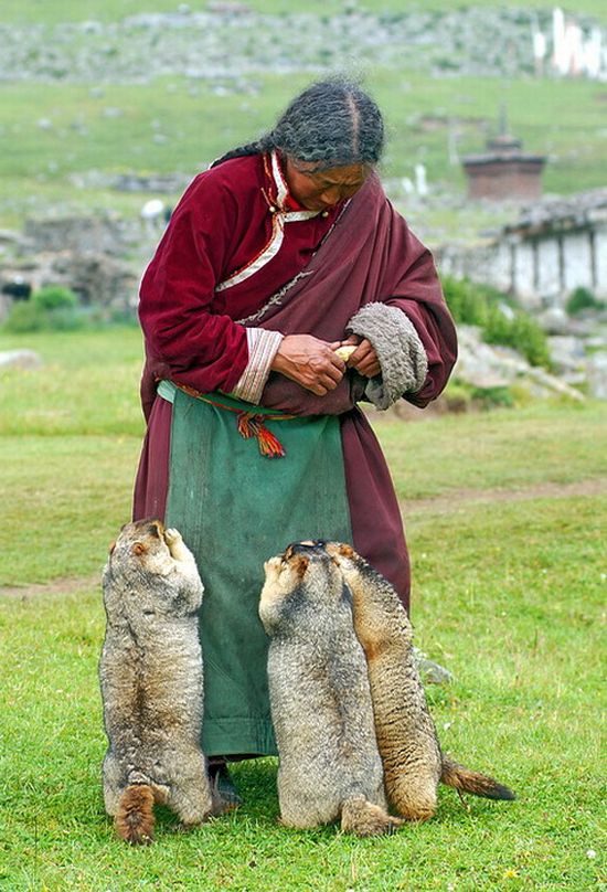 Тибетские сурки (7 фото)