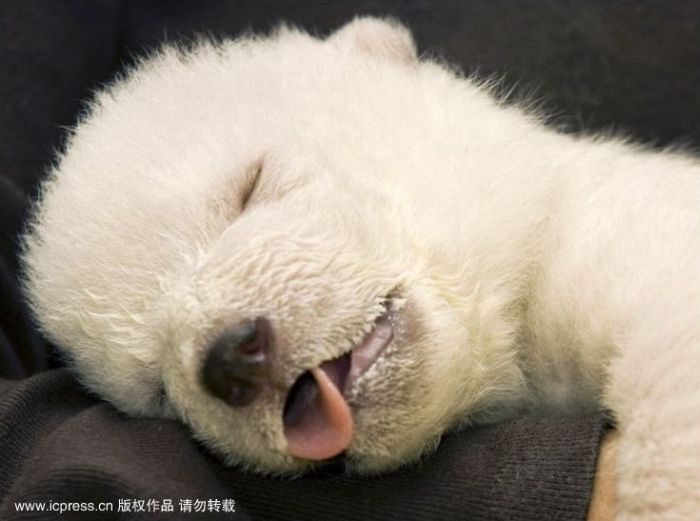 Маленький белый медвежонок (8 фото)