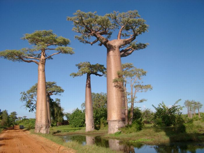 Удивительные деревья (17 фото)