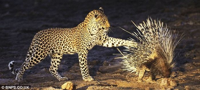Маленький леопард на охоте (7 фото)