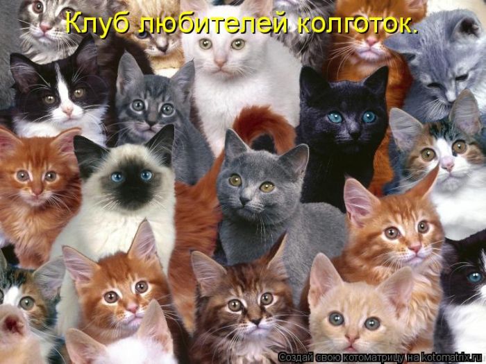Лучшие котоматрицы прошлой недели (50 фото)