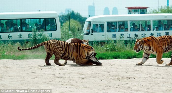 Кормление тигров в Китае (6 фото)