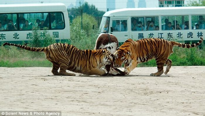Кормление тигров в Китае (6 фото)
