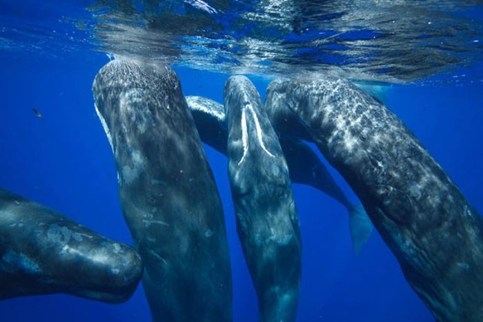 Плавание среди китов (13 фото)