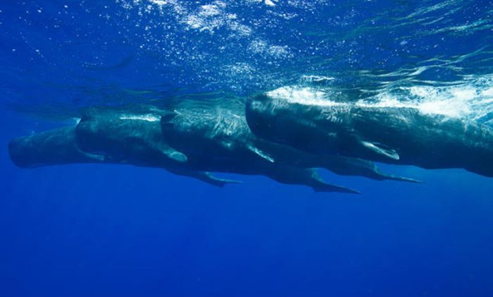 Плавание среди китов (13 фото)
