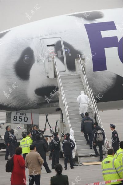 Панды летают на собственном самолете (30 фото)
