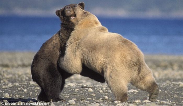 Бой медведей Гризли (7 фото)