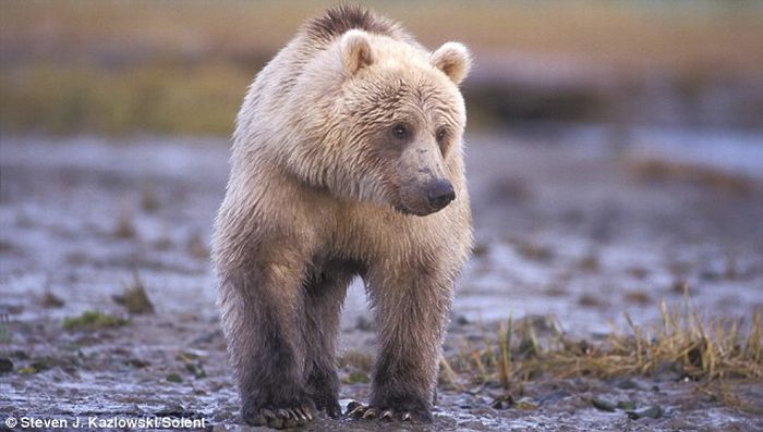 Бой медведей Гризли (7 фото)