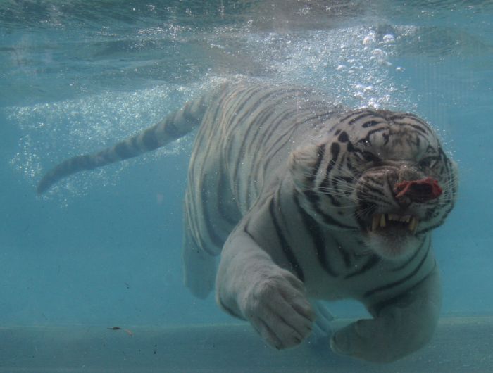 Белый бенгальский тигр (26 фото)