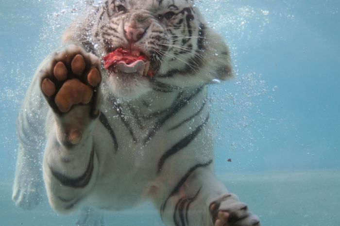 Белый бенгальский тигр (26 фото)