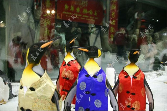 Пингвины празднуют китайский Новый год (8 фото)